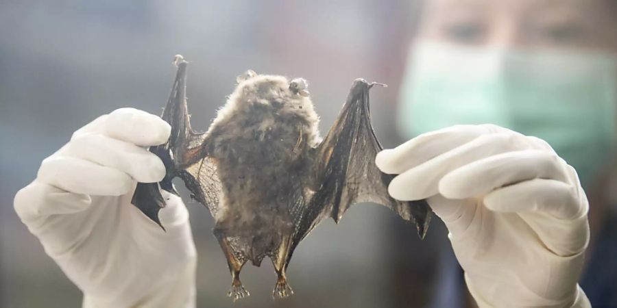 Am Virologischen Institut der Universität Zürich fahnden Forschende nach Viren in Fledermäusen. Dabei stiessen sie auch auf ein Mers-ähnliches Coronavirus.