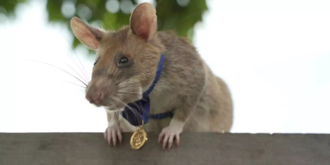 Die Ratte Magawa spürte Landminen auf – nun geht sie in den Ruhestand. Magawa