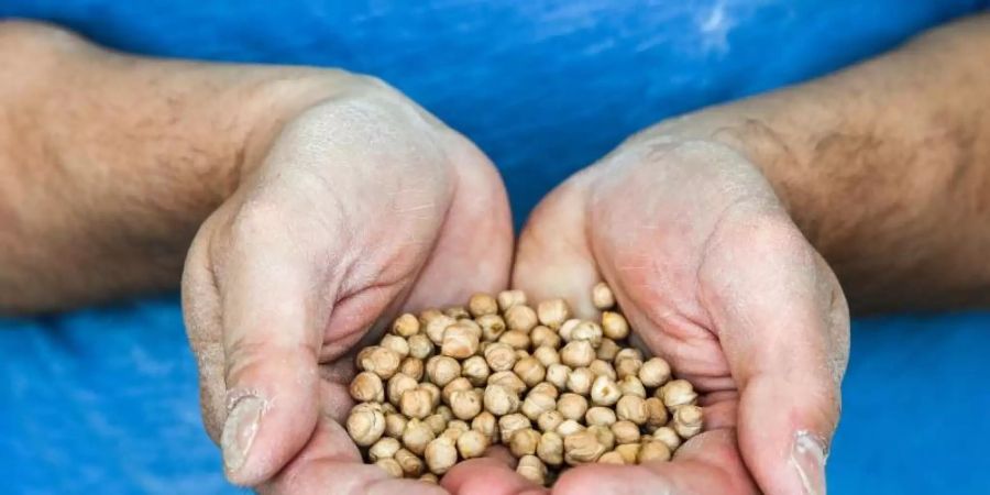 Die Firma Zeevi, die Kofu (Tofu aus Kichererbsen) produziert, wird ab Juli 2021 nur noch Kichererbsen aus Sachsen-Anhalt in Bio-Qualität verwenden. Foto: Jens Kalaene/dpa-Zentralbild/dpa