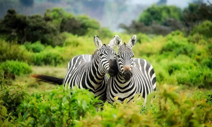 Zebras. Zebras