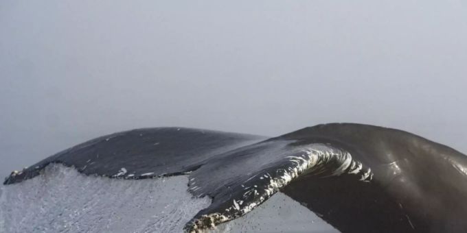 Ein Wal aus dem Nordpazifik ist halb um den Globus geschwommen und vor der Küste Namibias gesichtet worden. (Archivbild) wal