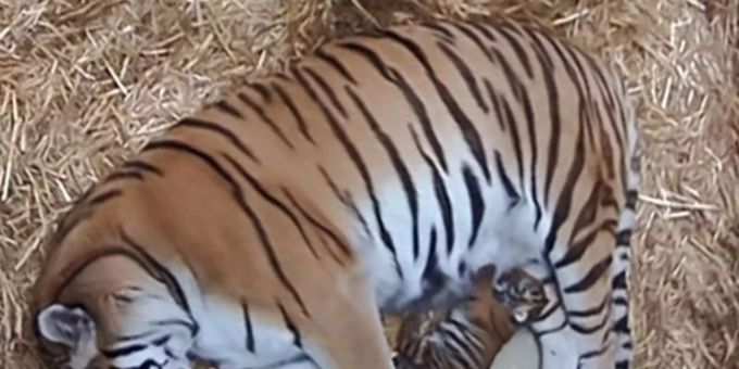 Die Tiger-Mutter Dasha liegt mit ihren zwei Welpen in der Wurfbox. Foto: Zoo Duisburg/dpa Die Tiger-Mutter Dasha liegt mit ihren zwei Welpen in der Wurfbox. Foto: Zoo Duisburg/dpa