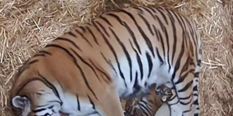 Die Tiger-Mutter Dasha liegt mit ihren zwei Welpen in der Wurfbox. Foto: Zoo Duisburg/dpa