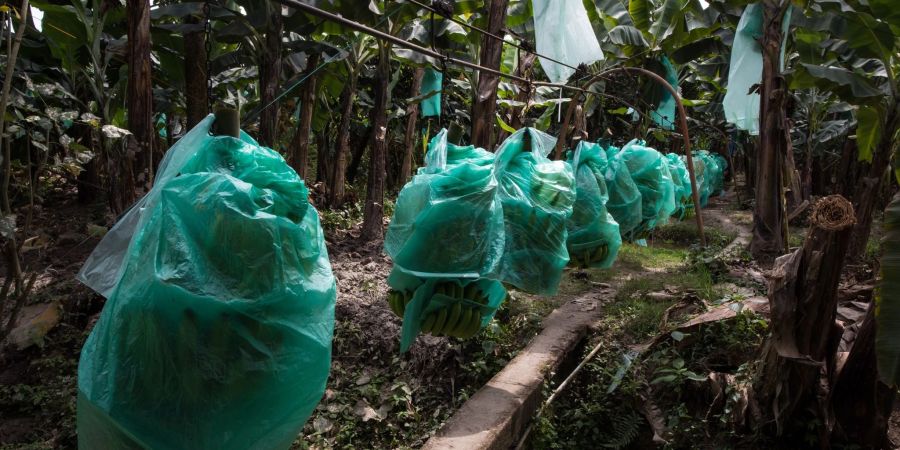 Bananen wachsen meist mit geringen Produktionskosten in Süd- und Mittelamerika, hier in Ecuador. Doch es gibt Probleme im Anbau.