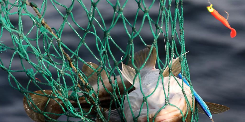 Brexit Und Die Fischerei Der Nordsee Droht Ein Kabeljaukrieg