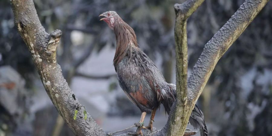 Ein Huhn überzogen mit Schlamm sitzt auf einem Baum.