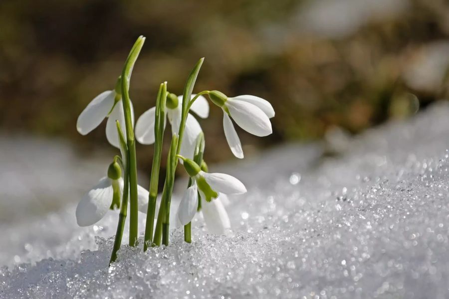 frühling im februar