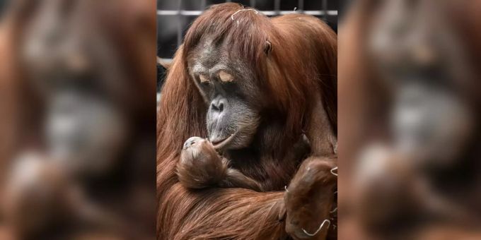 Überraschung! - Erneut Nachwuchs bei den Zürcher Orang-Utans