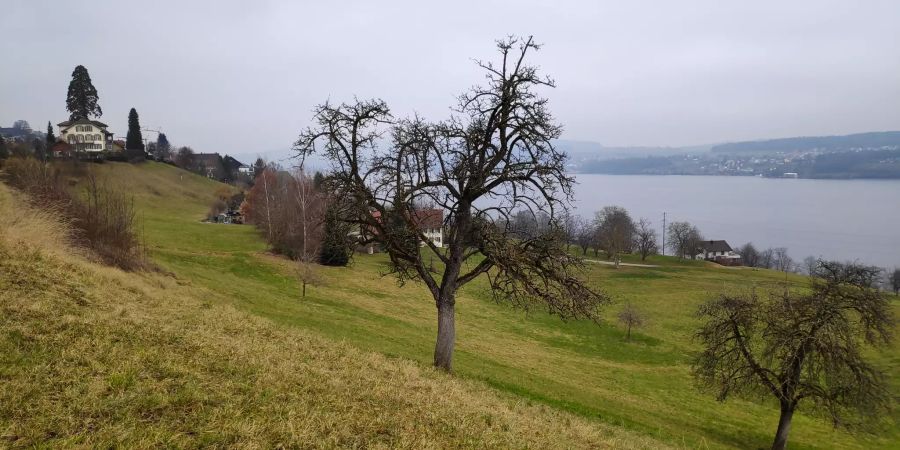 Aussicht auf den See in Birrwil.