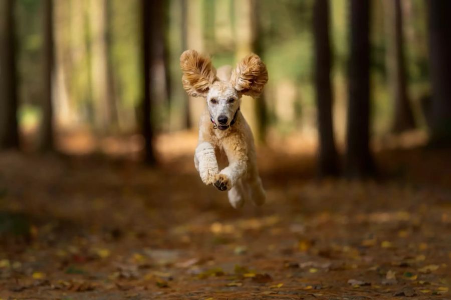 Hund im Wald