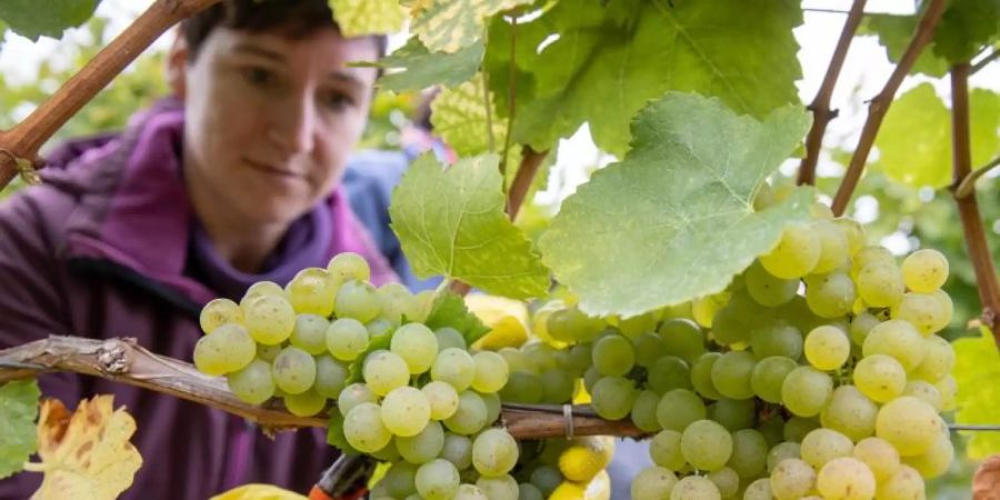 Alina Dereser, Winzerin, erntet im Weinberg im bayrischen Kolitzheim Trauben der Sorte Silvaner. Foto: Daniel Karmann/dpa