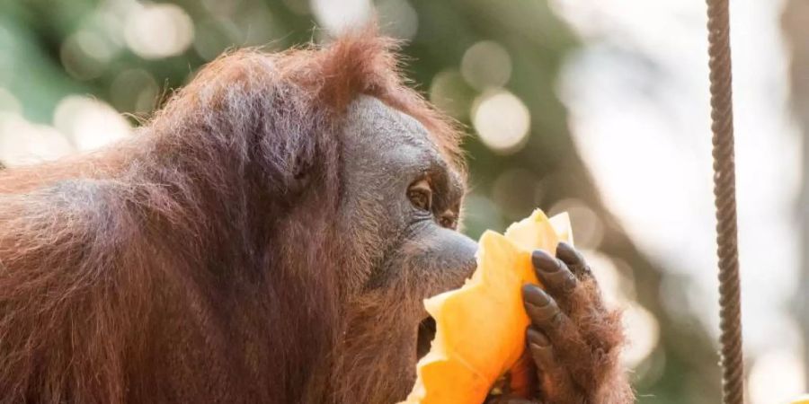 Ein Orang-Utan-Affe frisst in Hagenbecks Tierpark einen Kürbis. Foto: Daniel Bockwoldt/dpa/Daniel Bockwoldt