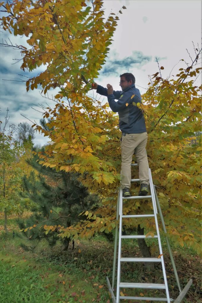 Baumschnitt auf der Trüffelplantage. Mann auf Baum