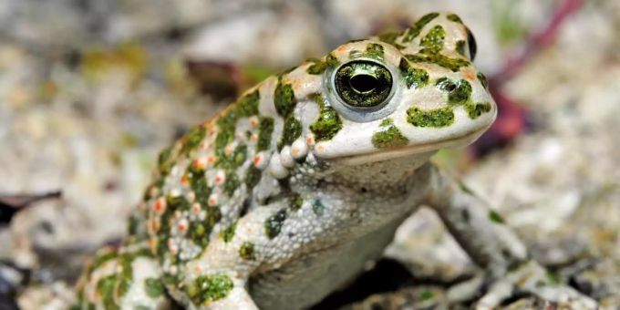 Die Wechselkröte glänzt mit rötlicher Färbung und ist nun zum Lurch des Jahres 2022 gekürt worden. Foto: Benny Trapp/DGHT/dpa Die Wechselkröte glänzt mit rötlicher Färbung und ist nun zum Lurch des Jahres 2022 gekürt worden. Foto: Benny Trapp/DGHT/dpa