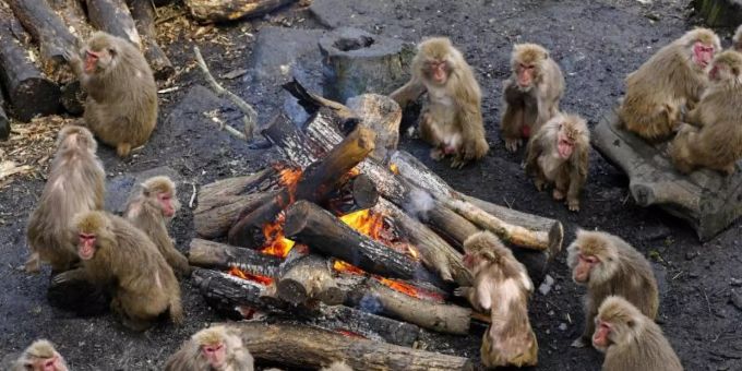 Affen wärmen sich an einem Feuer im «Japan Monkey Centre» im japanischen Inuyama. Foto: --/kyodo/dpa affen japan feuer