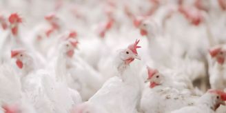 Gemeinde - Eichberg trifft Massnahmen gegen die Vogelgrippe
