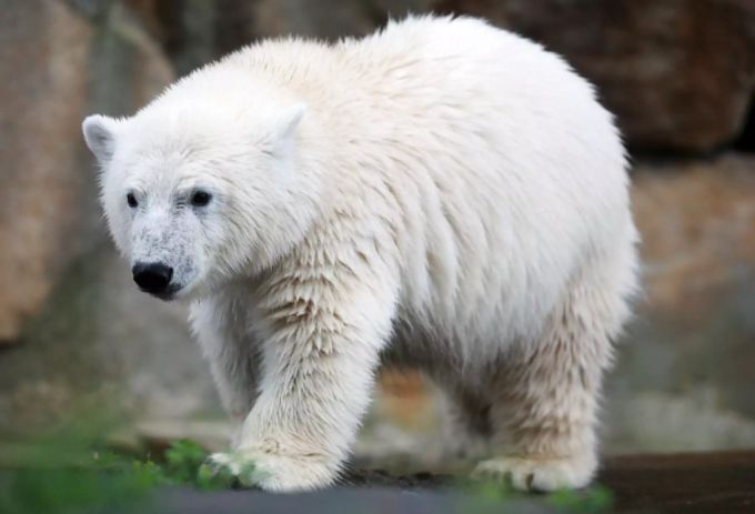 Eisbär Knut im Jahr 2007. Eisbär