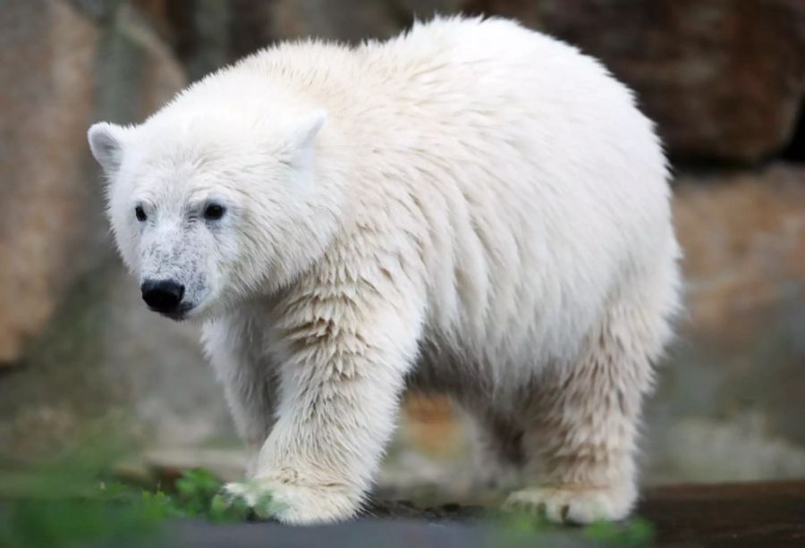Eisbär