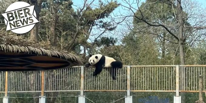 Schnauze voll! - Panda büxt aus Gehege von Pekinger Zoo aus
