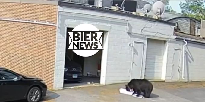 Im Video - Schwarzbär frisst US-Bäckerei 60 Cupcakes weg