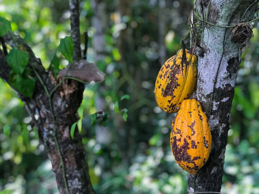 Papaya Baum Kakao Frucht