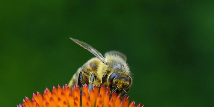 Bienen haben es nicht mehr besonders leicht in unseren Gärten und auf unseren Balkonen: Viele Pflanzen sind nicht für sie geeignet. Und selbst als bienenfreundlich beworbene Exemplare können mit giftigen Pestiziden behandelt worden sein.