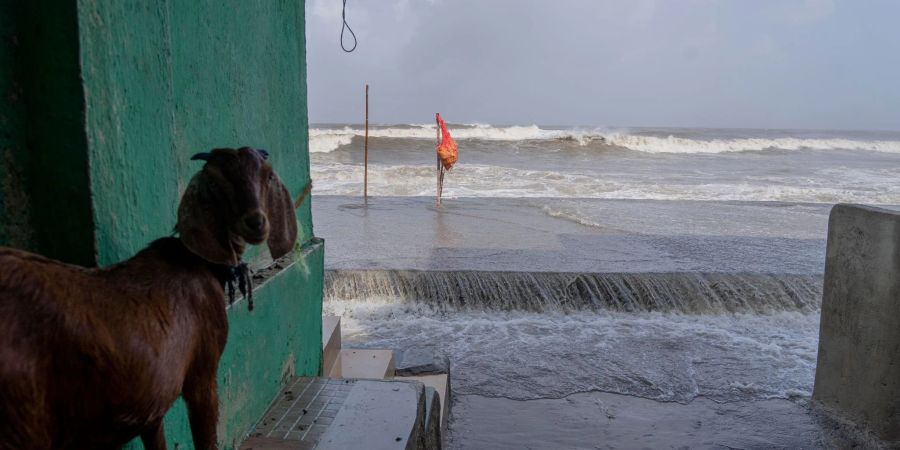 Eine Ziege steht im Eingang eines Hauses in Mumbai, wo bereits hohe Flutwellen die Küste des Arabischen Meeres treffen.