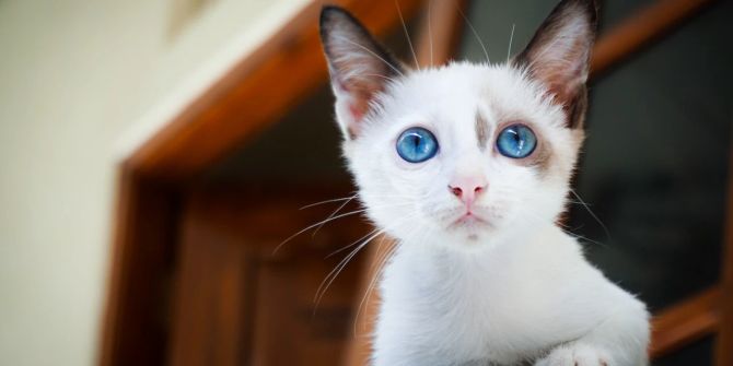 Katze mit blauen Augen