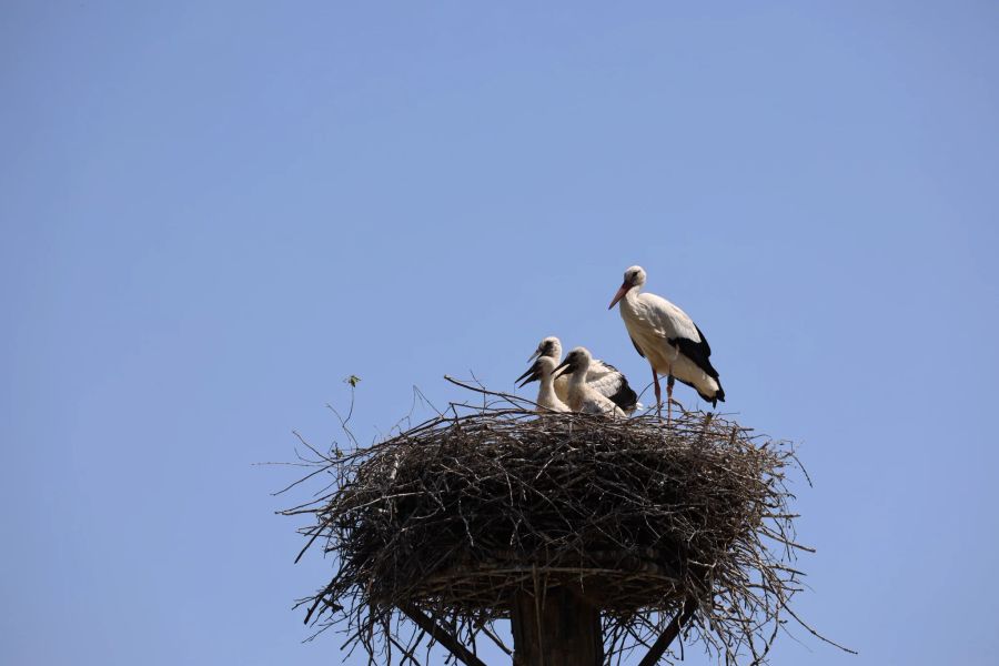 Gleich drei junge Störche wachsen im Zürich Zoo heran.