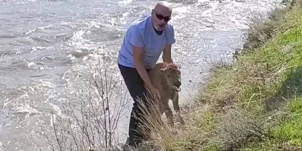 A bison calf should be euthanized because of park visitors