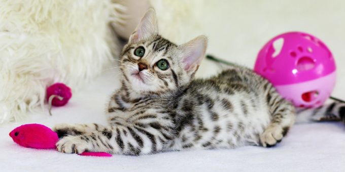 Mit Spielzeug kann die Katze beschäftigt werden. Katze mit Spielzeug