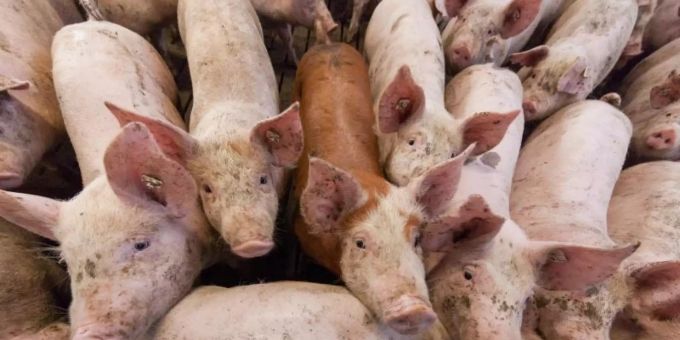 Eine Fleischabgabe soll Schweinen mehr Platz verschaffen. Foto: Friso Gentsch/dpa Eine Fleischabgabe soll Schweinen mehr Platz verschaffen. Foto: Friso Gentsch/dpa