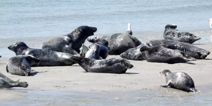 Robben liegen am Strand. (Symbolbild) robben