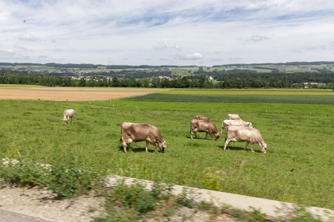 Grüne Wiesen soweit das Auge reicht.