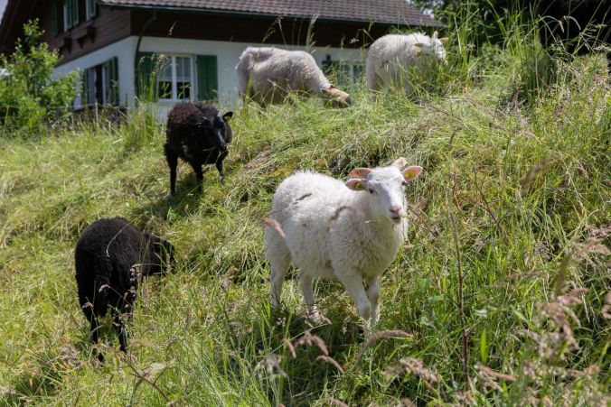 Die Tiere geniessen das schöne und milde Wetter.