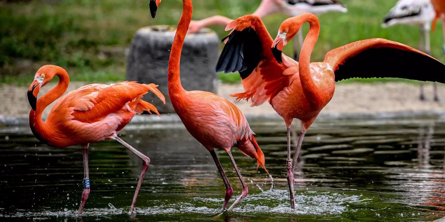 Der Kanadier soll den Flamingo beim Hochheben verletzt haben. (Symbolbild)