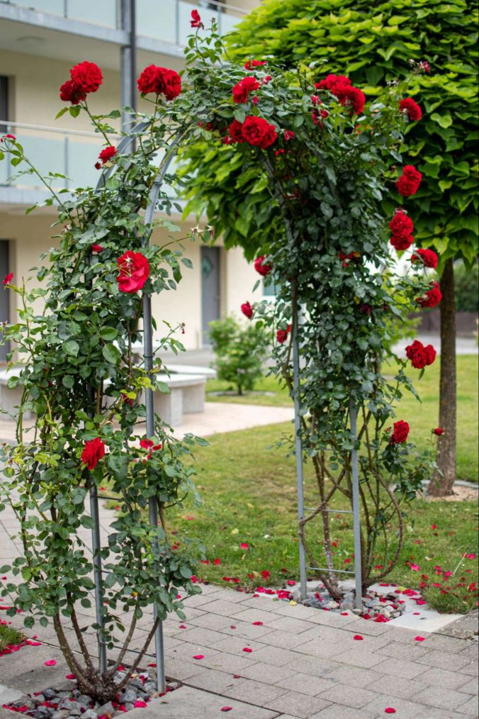 Ein Rosenbogen vor einem Teufenthaler Haus.