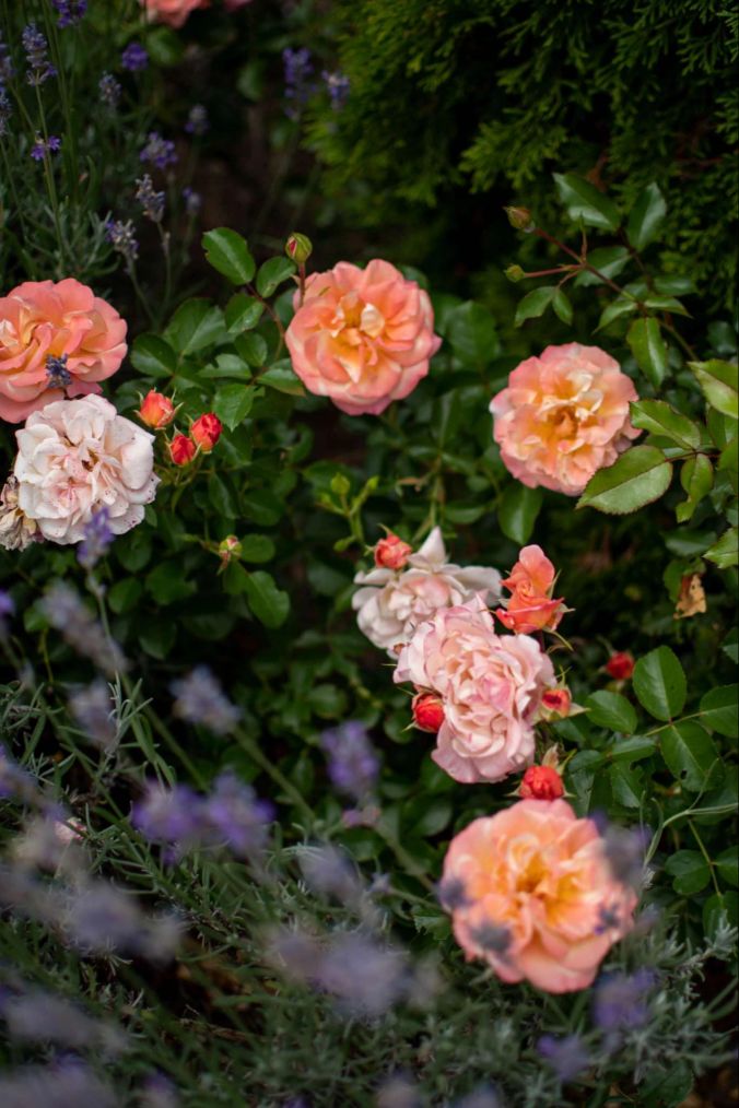 Zartrosa Wildrosen in einem Dintikoner Garten.