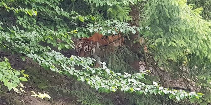 Im Zoo Zürich kam es am Samstagnachmittag zu einem tödlichen Unfall. Tiger Zoo Zürich