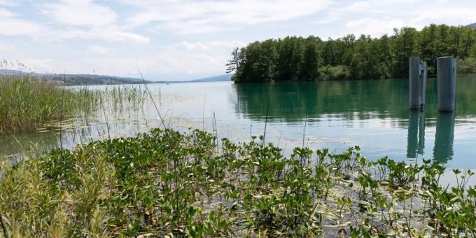 Der Hallwilersee bei Seengen. Der Hallwilersee bei Seengen.