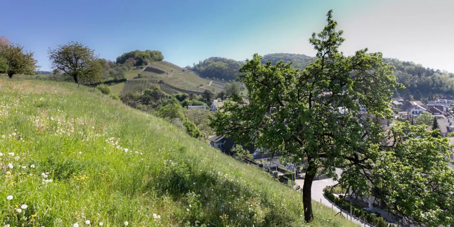 Die Landschaft in Birmenstorf.