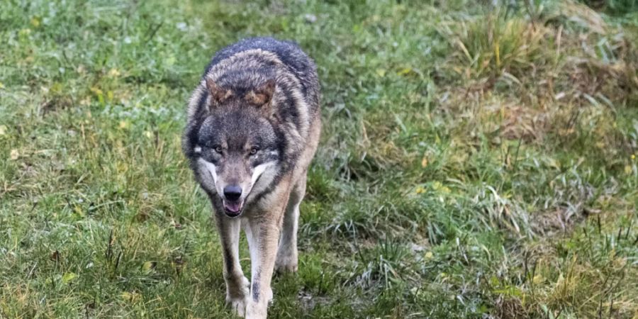 Das Parlament will den Wolfsschutz lockern. Der Bundesrat hat nun definiert, wann die Raubtiere legal geschossen werden dürfen. (Symbolbild)