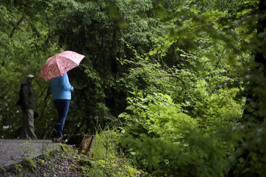 Wald Regen Brand