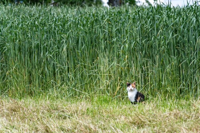 Eine mausende Katze in Gontenschwil.