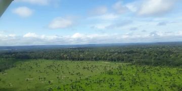 amazonas