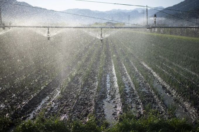 Ein Feld mit Winterzwiebeln wird künstlich bewässert. Trockenheit Schweiz Landwirtschaft