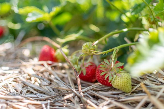 Wachsende Erdbeeren.