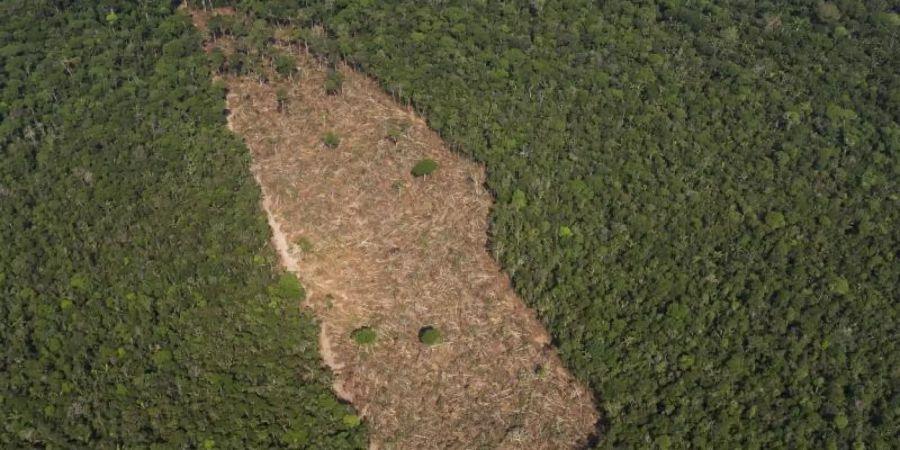 Ein abgeholztes Waldstück in der Mitte eines Waldgebietes in der brasilianischen Amazonasregion. Foto: Victor R. Caivano/AP/dpa