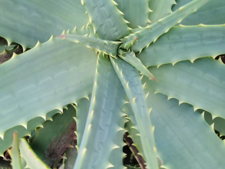 Aloe Vera Pflanze