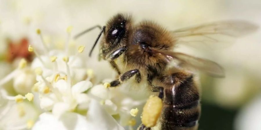 Eine Stadtbiene ist keine junge Frau im Ausgang, sondern eine Wildbiene, der es in der Stadt gefällt. Jede vierte Schweizer Wildbienenart mag Zürich. Hier eine Zürcher Stadtbiene, die bereits reiche Ernte gemacht hat, wie man an ihrem pludrigen Spitzenhöschen unschwer erkennt. (Archivbild),